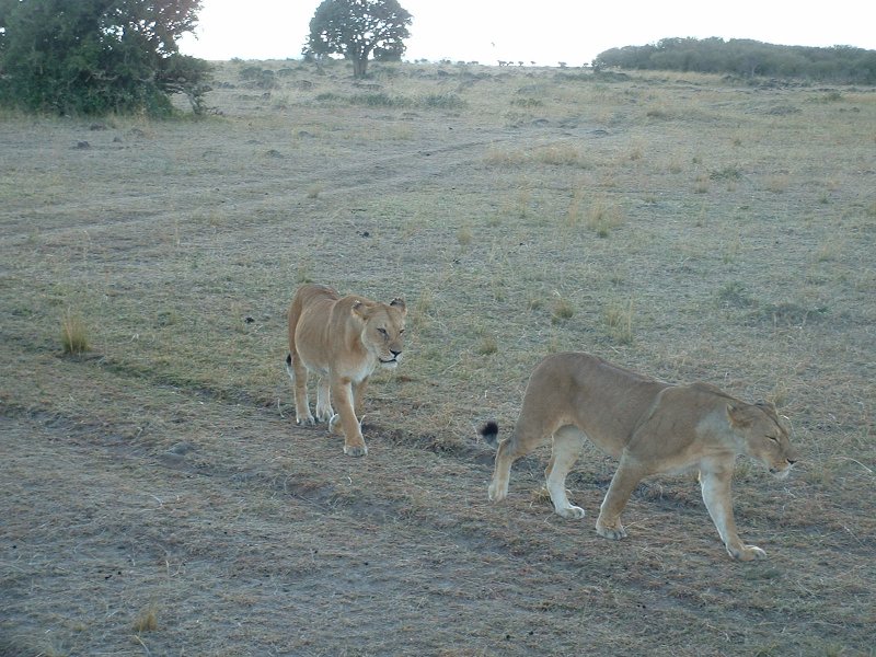 gal/Honeymoon/Masai Mara/DSCF0138.JPG